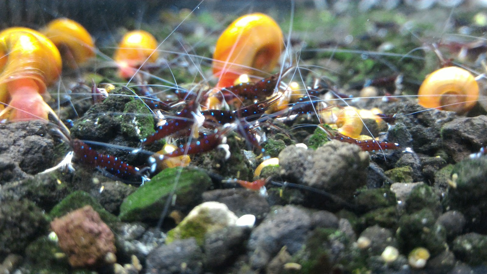 家庭养虾有成功的吗,家庭养观赏虾视频