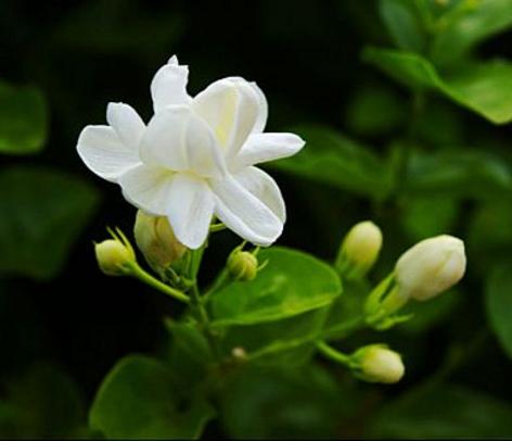 情人节送花送什么花,情人节相亲送花花语