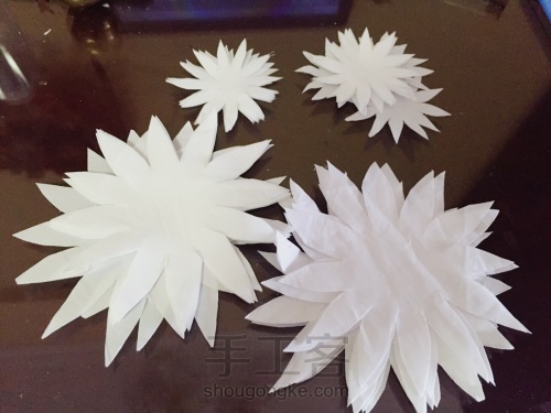 荞葭烫花-玛格丽特