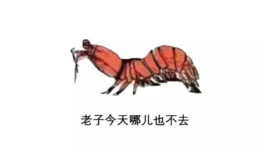 带你去找皮皮虾,皮皮虾你爱去哪