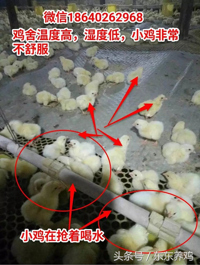 腺肌胃炎养鸡你遇到过吗,养鸡千万不要盲目跟风