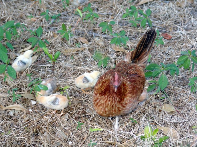 探索天堂,探索天堂揭秘旅游胜地的惊人魅力