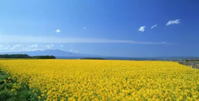 2018汉中油菜花旅游攻略,2024汉中油菜花自驾游攻略