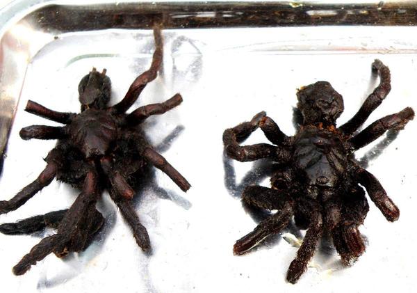 重口味！丧心病狂的人们捉摸出的吃虫*法大**