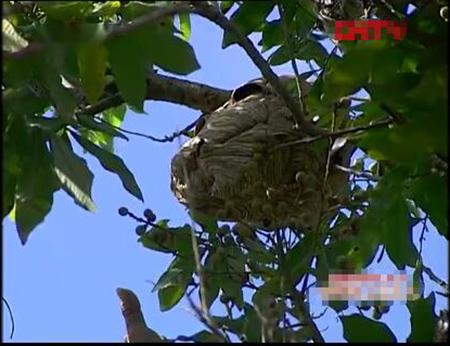 在蜂箱门口抓马蜂泡酒,徒手摘马蜂窝被蜇的视频