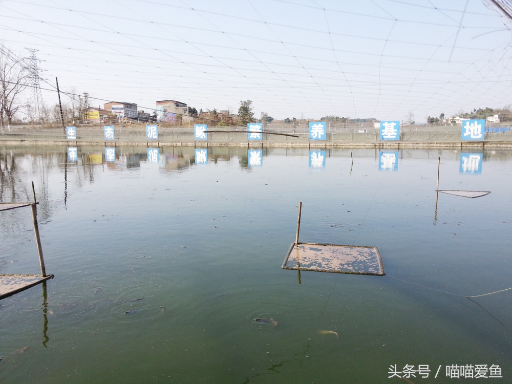 泥鳅养殖前景与利润卖泥鳅赚钱吗,家庭养殖泥鳅如何赚钱快