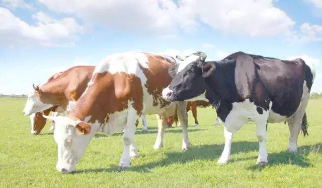 五大行动学习要求,五大行为训练