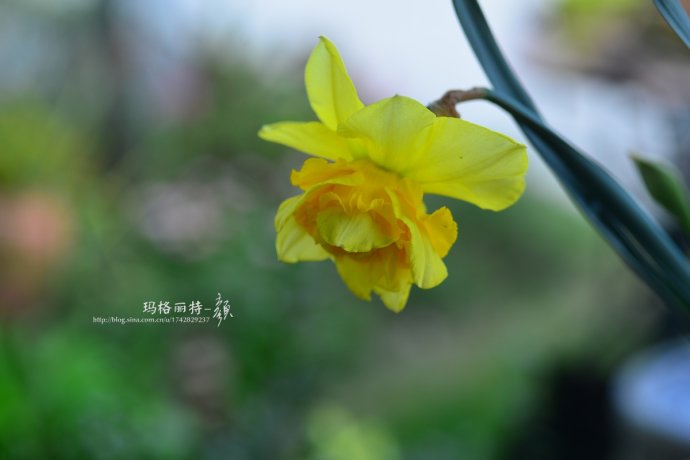 水仙花卉美图,植物水仙子图片