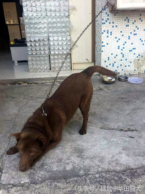 棕色中华田园犬长大的样子,深棕色中华田园犬