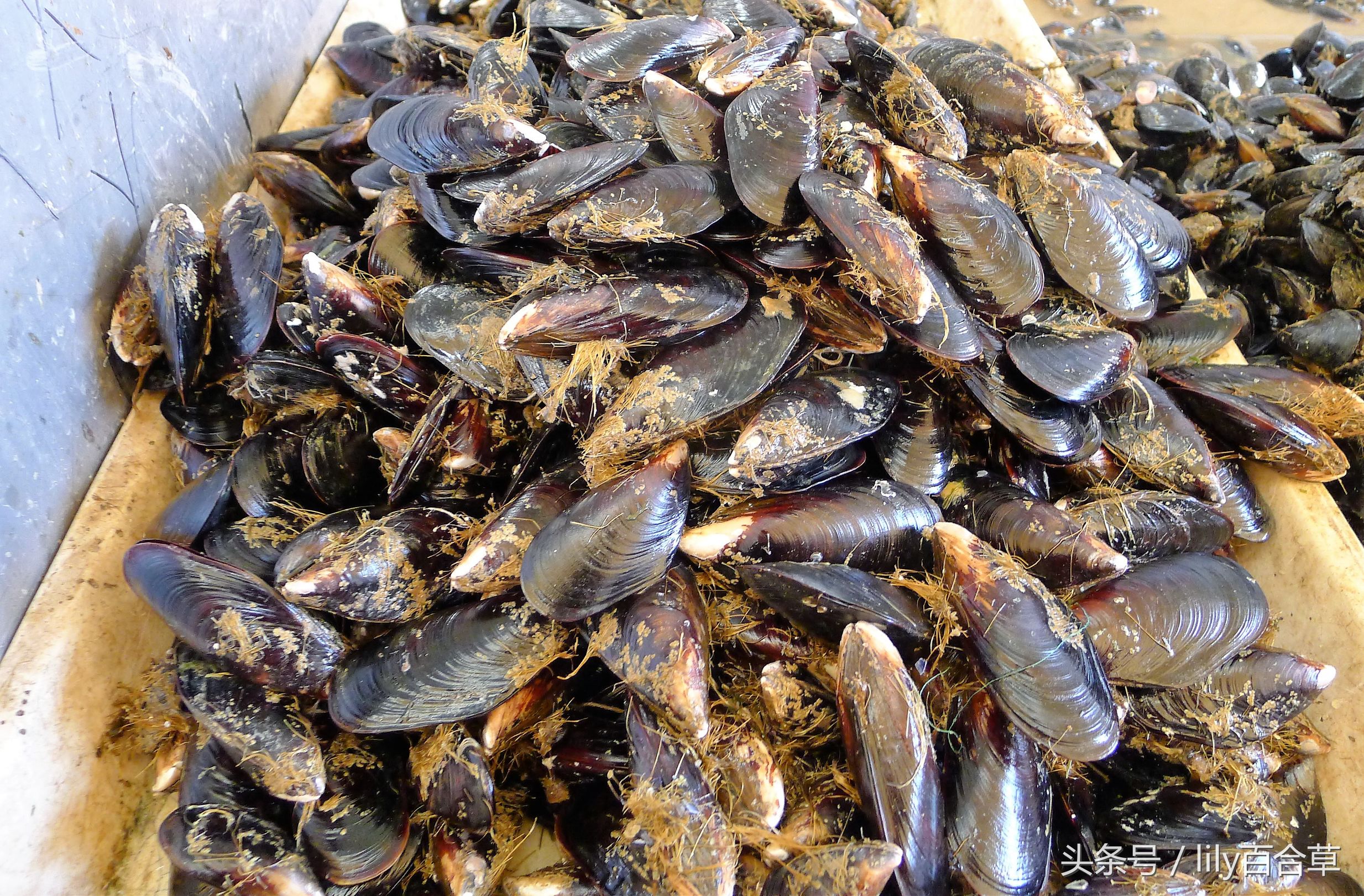 吃海鲜适合带什么,回家路上可以带海鲜吗