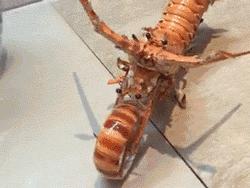 真实枪架搞笑图片,枪械后坐力搞笑图片