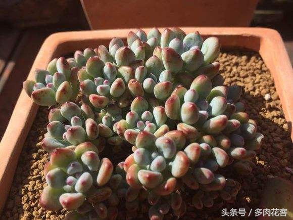 多肉植物漫画汤姆大叔教你每天认识一款多肉