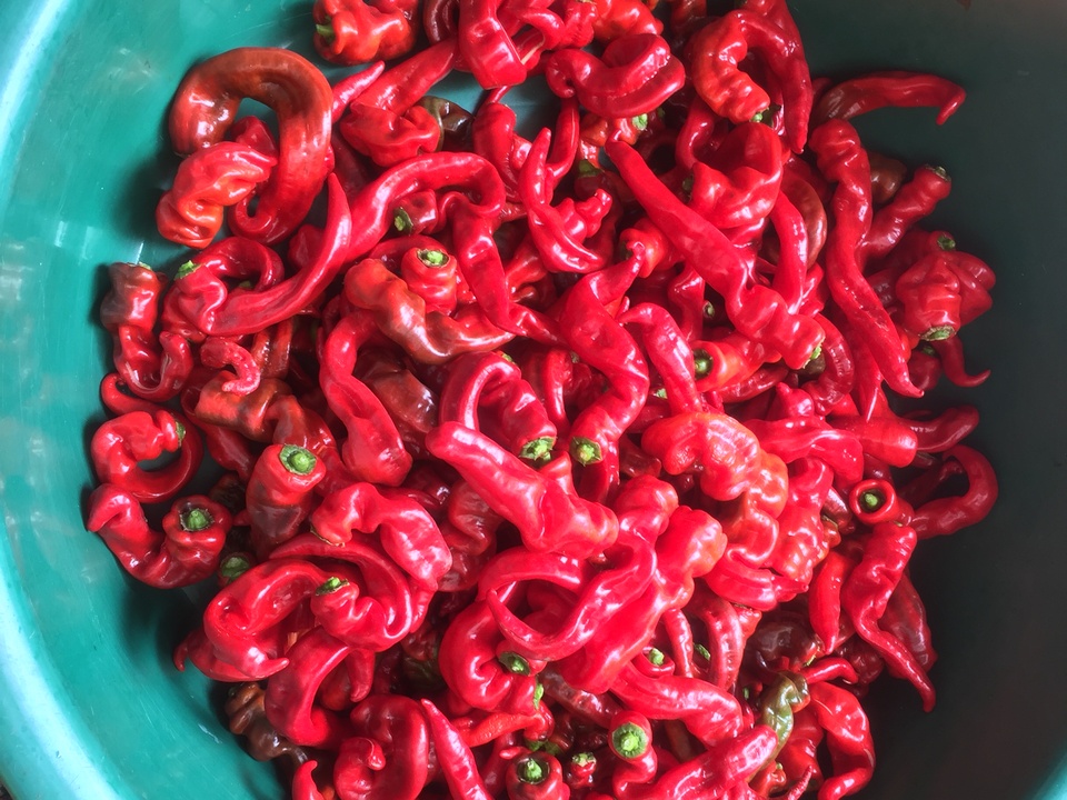 原创——巧媳妇看这里,还原农村的坛子菜4(剁辣椒)