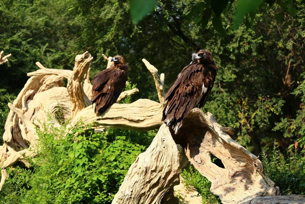 沈阳鸟岛视频,沈阳都有啥桥