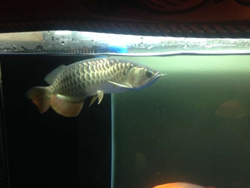 龙鱼鱼病用什么药,龙鱼疾病治疗视频