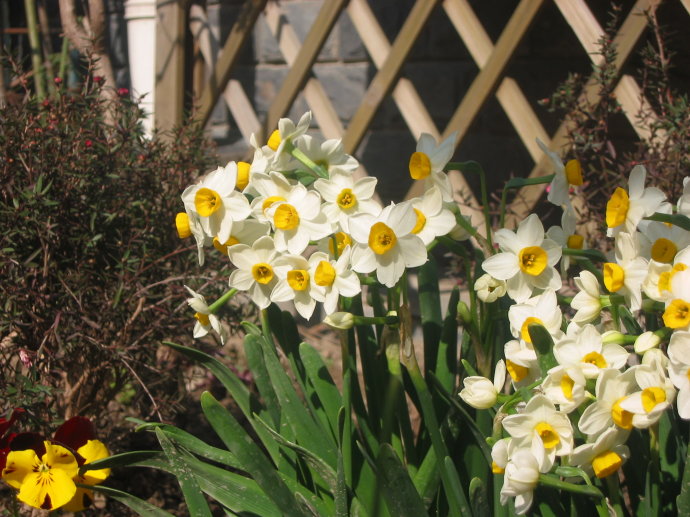 水仙花卉美图,植物水仙子图片
