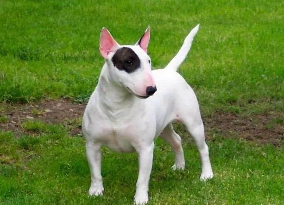 普遍的狗狗品种大全及图片,所有狗狗品种集合大全