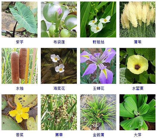 可以水养的常见的草,可以水养观赏的蔬菜
