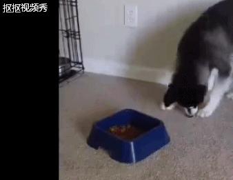 哈士奇不吃狗粮,还骂骂咧咧想掀翻狗盆,二哈真是有脾气