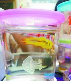 宠物水母也可能有毒不少水族店都在售卖