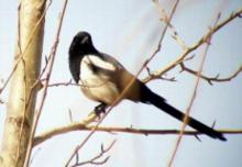 沈阳鸟岛视频,沈阳都有啥桥