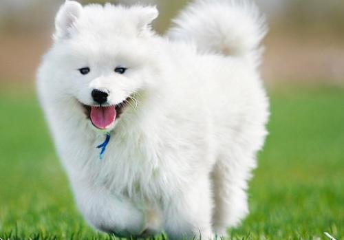 萨摩耶一天排几次便正常,萨摩总拉稀怎么回事