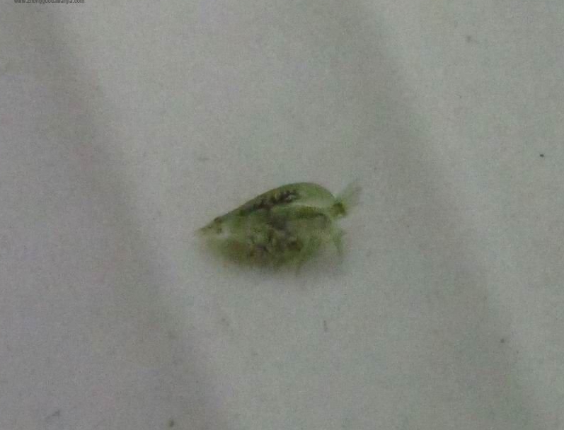 龙鱼鱼病用什么药,龙鱼疾病治疗视频