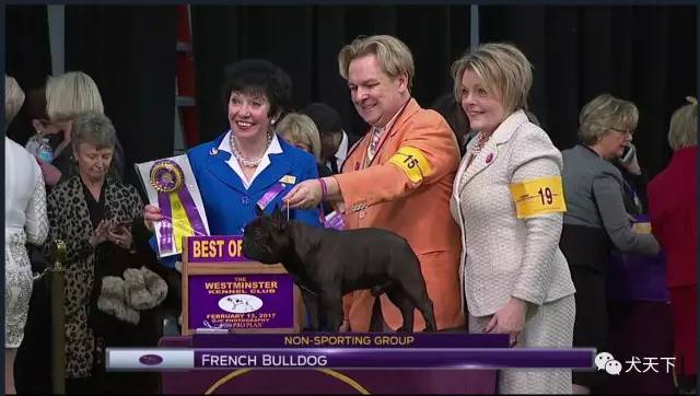 德牧登顶！BIS视频！世界第一犬展2017西敏寺赛果总汇