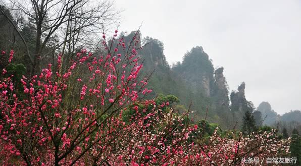 湖南赏花自驾游攻略,湖南旅游赏花攻略