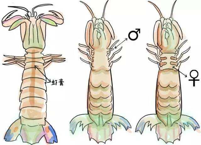 口水不能停:你有皮皮虾驾照吗?没有就跟我去锅里~