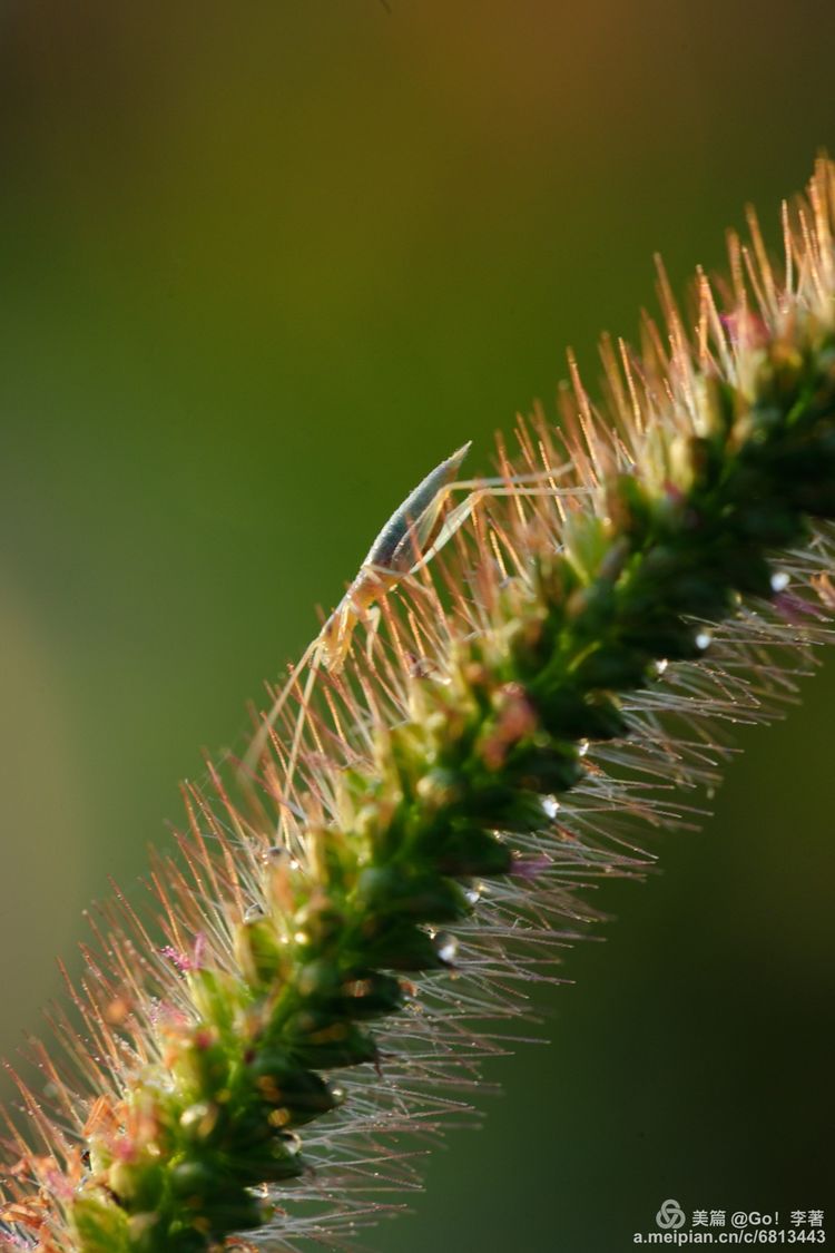 微距镜头下的昆虫视角,微距下的昆虫摄影