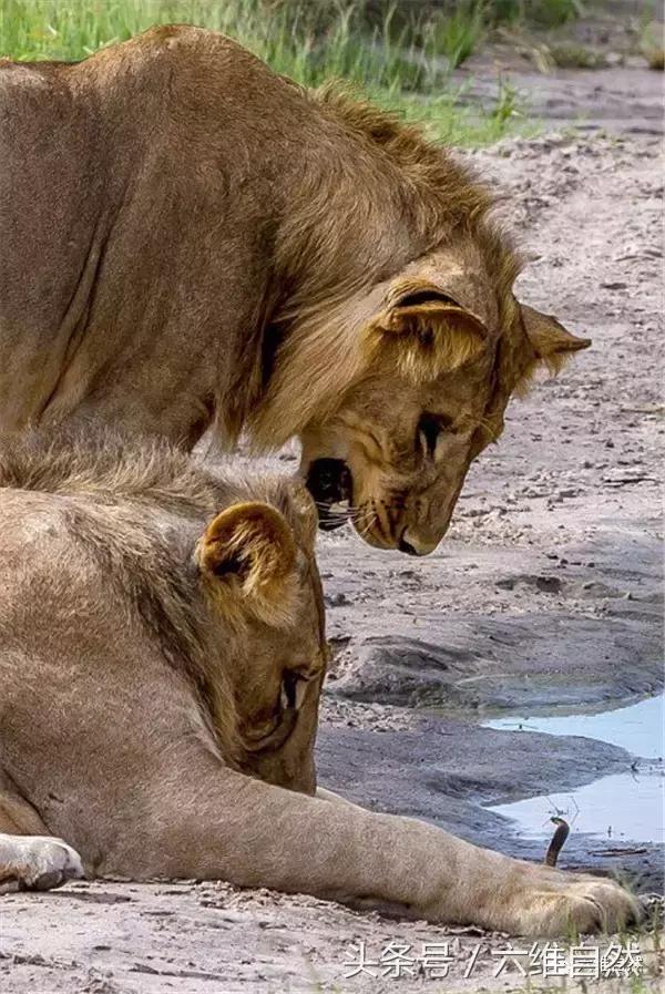 刚出壳小眼镜蛇的毒致命吗,刚破壳而出的小眼镜蛇