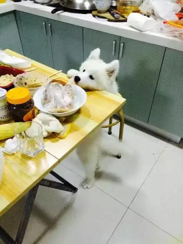 长沙人爱养什么品种的鸟,长沙人为什么喜欢养乌龟