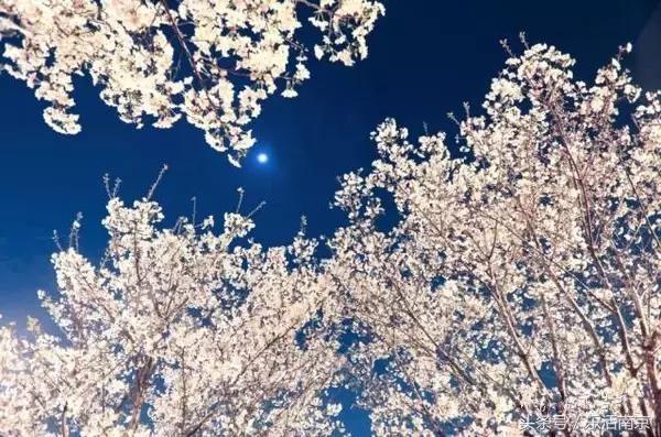 南京踏青赏梅乐享春光,赏梅园