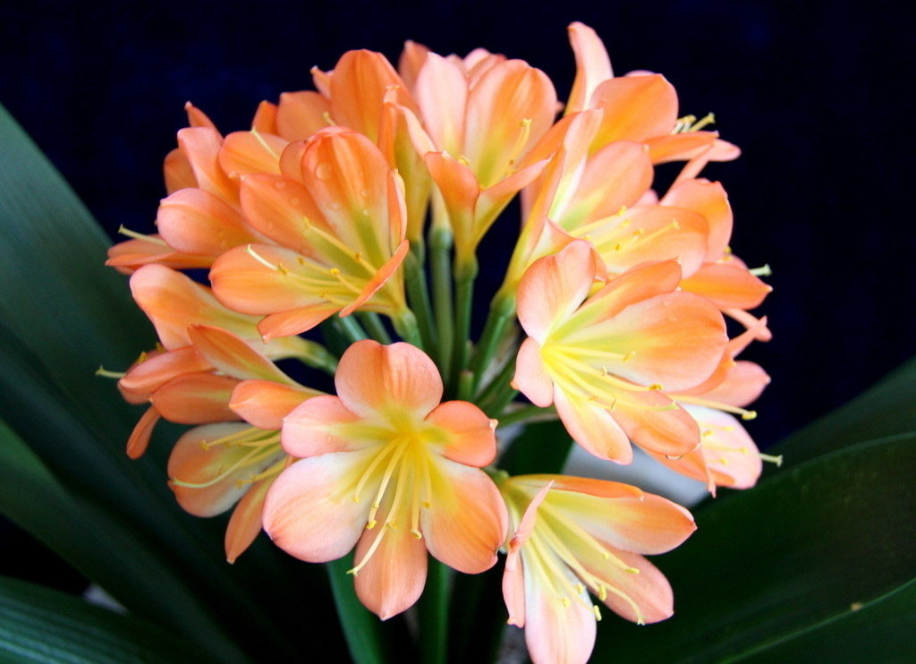 君子兰掉的小根能繁殖吗,君子兰繁殖不分盆好看吗