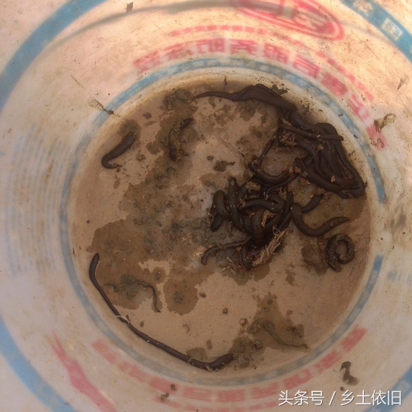 农村小伙河边挖这个,一斤好几百,也许是个致富项目