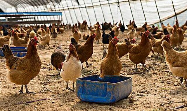 鸡粪如何避免臭味散发,鸡粪发酵为什么有刺鼻的气味