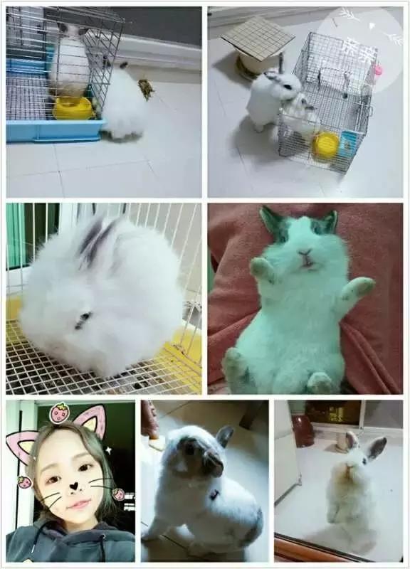 长沙人爱养什么品种的鸟,长沙人为什么喜欢养乌龟