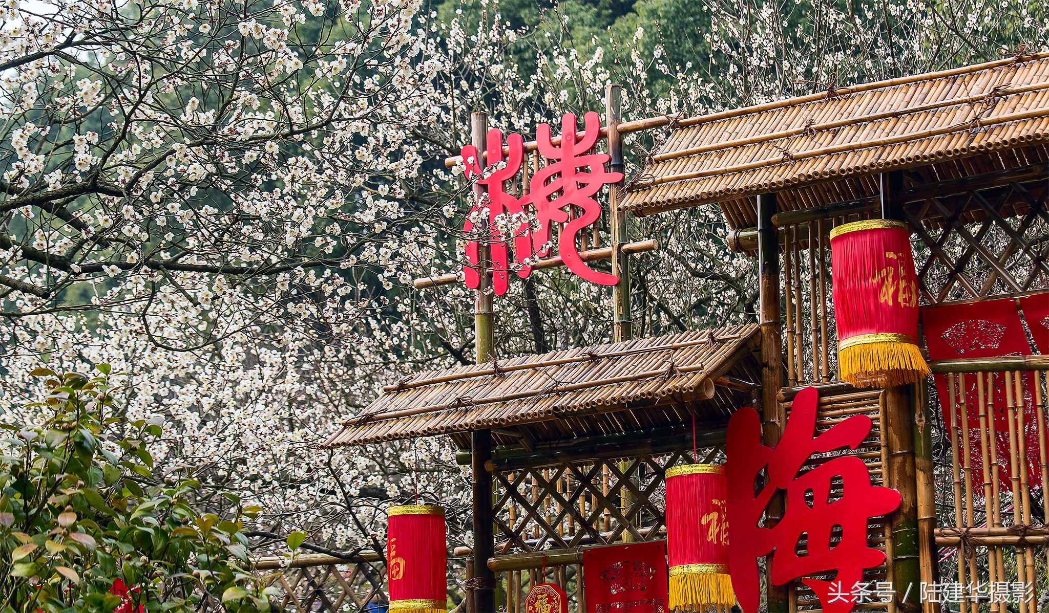 无锡梅园，春风十里不如你