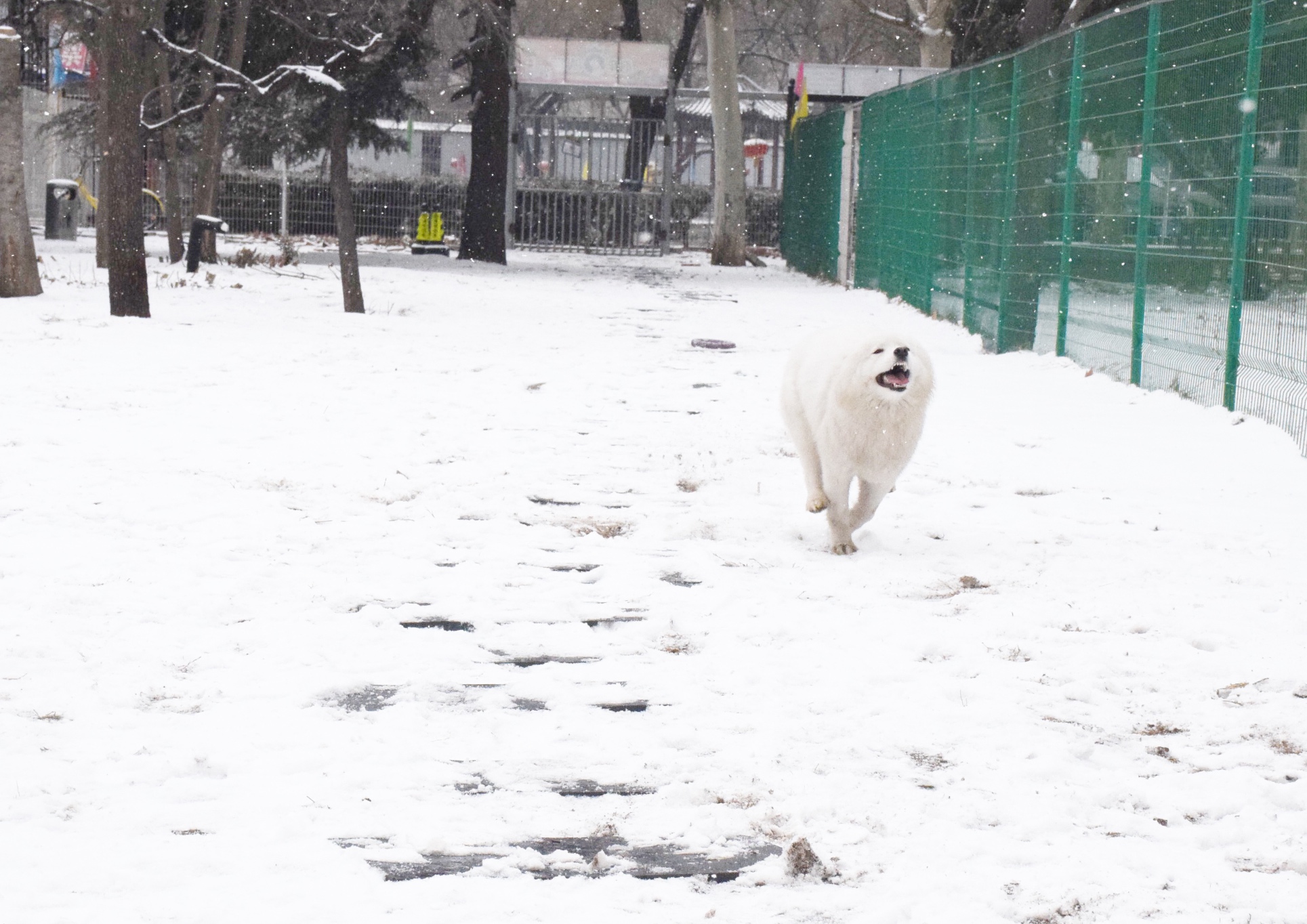 北京下大雪网友家里的雪橇二傻遇到雪做的第一件事是这样