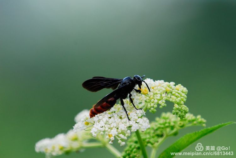 微距镜头下的昆虫视角,微距下的昆虫摄影