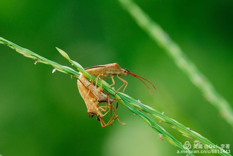 微距镜头下的昆虫视角,微距下的昆虫摄影