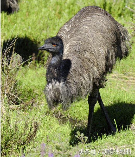 女孩买回一只鸡蛋,女子买3箱鸡蛋出一只小鸡