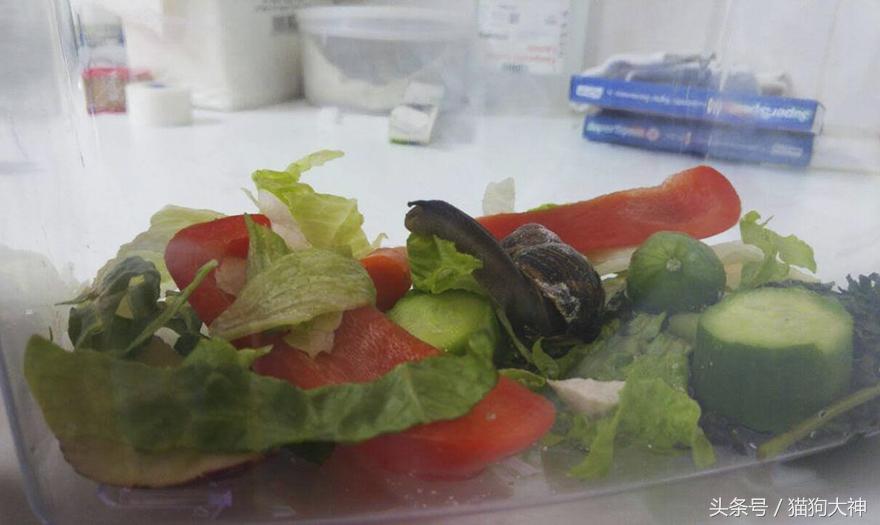 踩碎的蜗牛,女子踩碎蜗牛壳