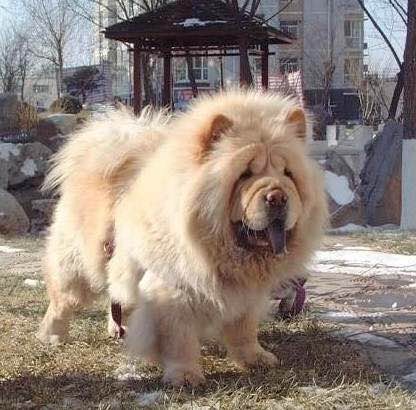 普遍的狗狗品种大全及图片,所有狗狗品种集合大全