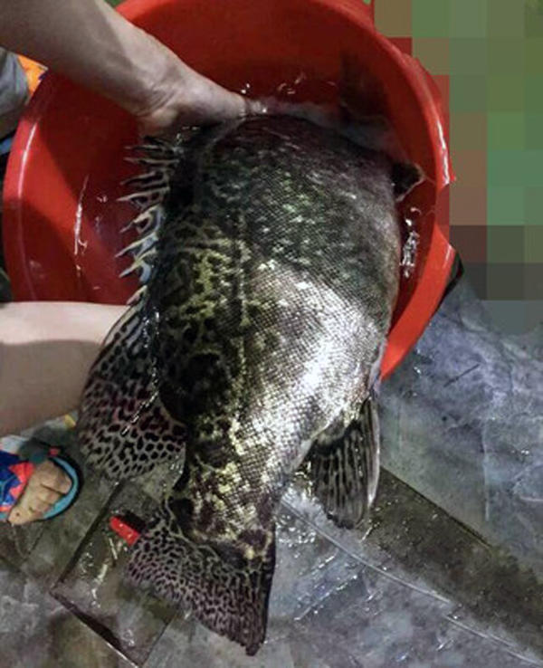 牛人自制鱼竿钓鱼,自制手竿鲤鱼钓组