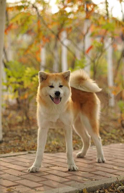 普遍的狗狗品种大全及图片,所有狗狗品种集合大全