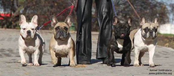 普遍的狗狗品种大全及图片,所有狗狗品种集合大全