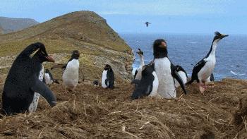 豆瓣9.7的企鹅版《无间道》，上演最萌版「原配撕小三」！