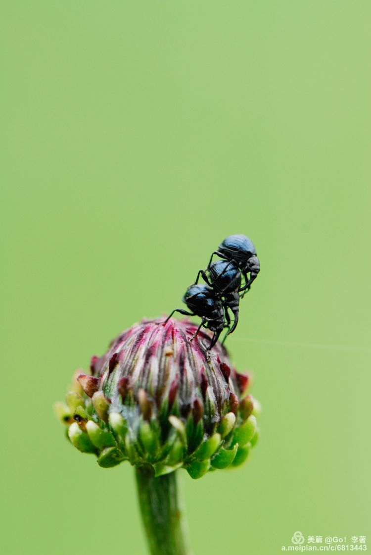 微距镜头下的昆虫视角,微距下的昆虫摄影